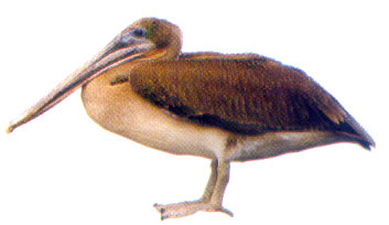 Pajaro en la costa marina